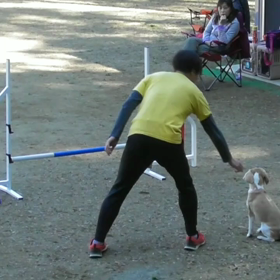 デールさんagility lesson☀2019.03.24の画像