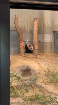 シャンシャン見てきました！の記事動画