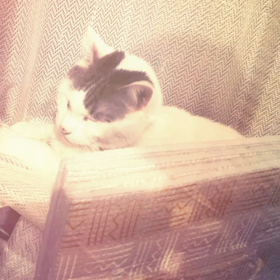 日常だった猫の存在の画像