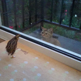 オレは強いぞ大きいぞコゲッ！の画像