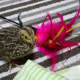 アイちゃんとニャンコおもちゃ動画の画像