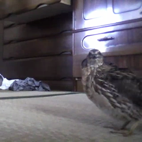 [鶉]おコゲさんの雄叫び動画が発見されましたの画像