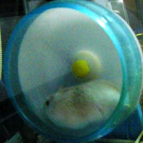 [ハム]走れ！プー太郎の画像