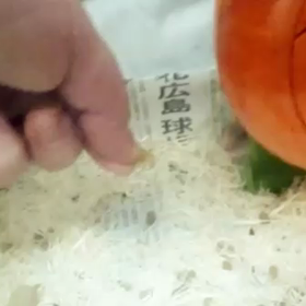 [尾太鼠]マグ郎さんのお出迎えの画像