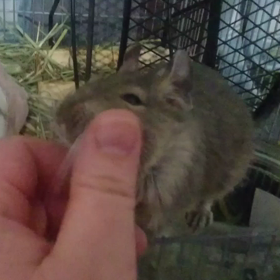 [デグー動画]ソウタさんもやはりデグーだったの画像