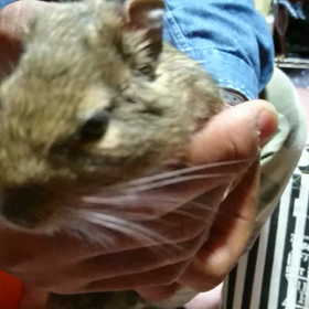 身体が３つは欲しいです。の画像