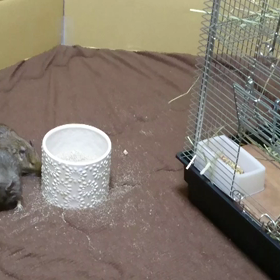 あそべ！あそべ！あそべ！の画像