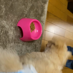 ドタバタ食事タイムの画像