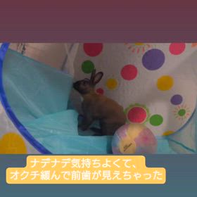 昨日のうっさの画像