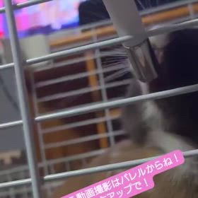 うっさに見つかるの画像