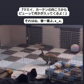 うっさと春一番の画像