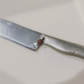 今日の珍客の画像