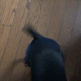 高速しっぽの画像