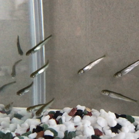 鮭の稚魚の画像