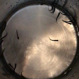 鮭の稚魚の画像
