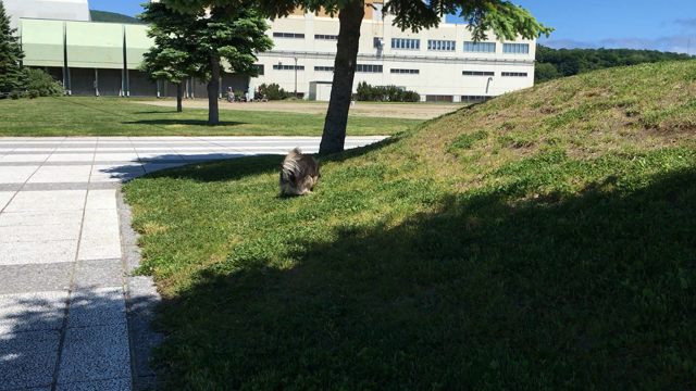 今日の犠牲者(⋈♡◡♡)の記事動画
