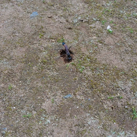 地蜂？またきたよの画像