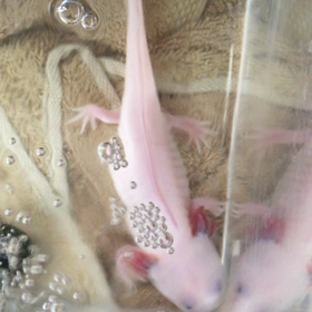 ウパ次郎８ヶ月の画像