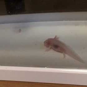 ウパ次郎2019.8.23の画像