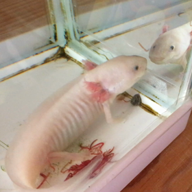 家でペット飼ってる？の画像