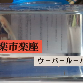 ウパ次郎がうちに来た日2の画像