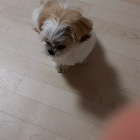 ガムおねだりの画像