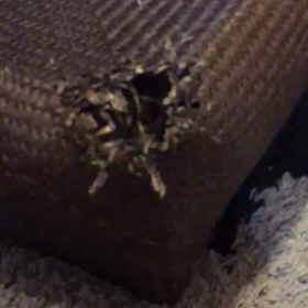 デニーロのビックリ動画の画像