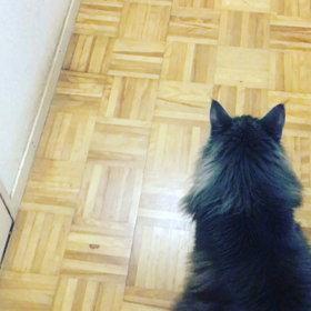 デニーロ  素早く動けますの画像