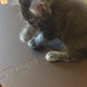 初、動画の画像