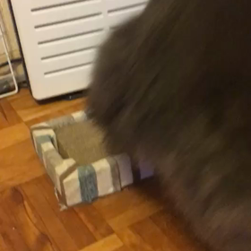 デニーロとマタタビの画像