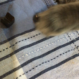 デニーロと猫あるあるの画像