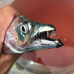 タチウオの画像