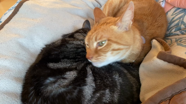 今日は猫の日♡の記事動画