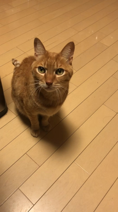 今日は猫の日♡の記事動画