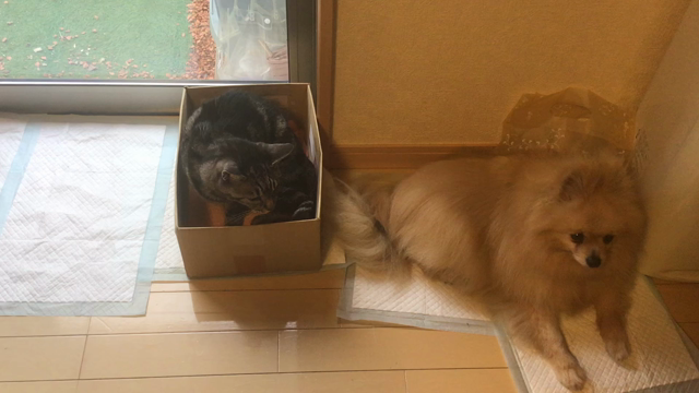 ””今日の観音力カード♡龍宮の門【暗示：可能性】””の記事動画