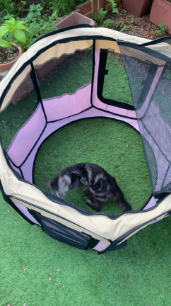 新しいトラ子さんのお部屋届きました♡の記事動画