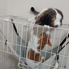 猫ハムファイターズの画像