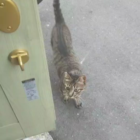 猫なで声とは…の画像