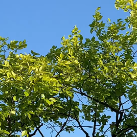 確かにそうだの画像
