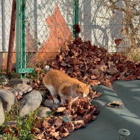 ( •ω•ฅ）ｵﾊﾖ.｡.:*❁の画像