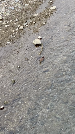 夏だのねの記事動画