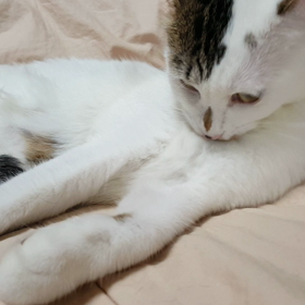 くねくねサクラの画像