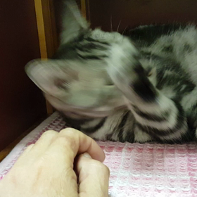 ❤カワユス❤の画像