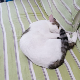 サクラちゃんヒートの画像