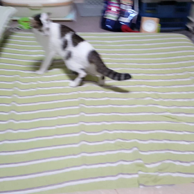 我が家のサクラちゃんの画像