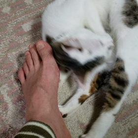 我が家の❤サクラちゃんですの画像