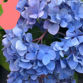 紫陽花シーズンの画像