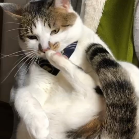 尻尾舐めの極意の画像