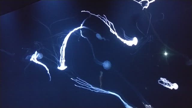 空飛ぶペンギンの記事動画