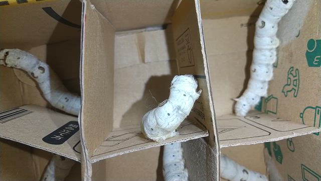 蔟（まぶし）入り  お蚕さんの記事動画